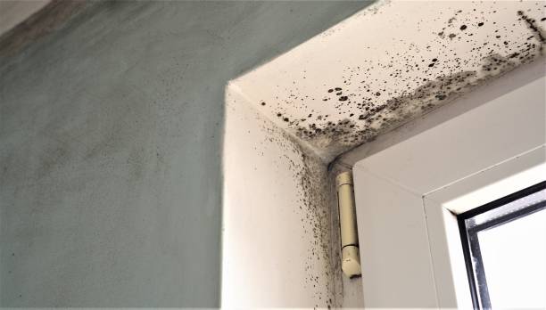 Best Mold Prevention Services  in Palm Bay, FL