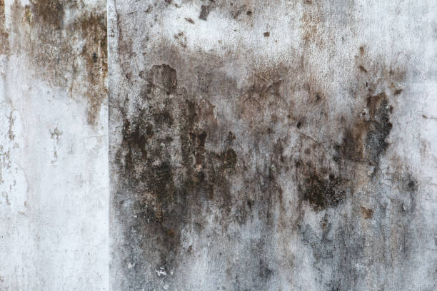 Best Basement Mold Removal  in Palm Bay, FL