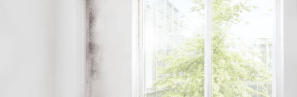Reliable Palm Bay, FL Mold Removal Solutions