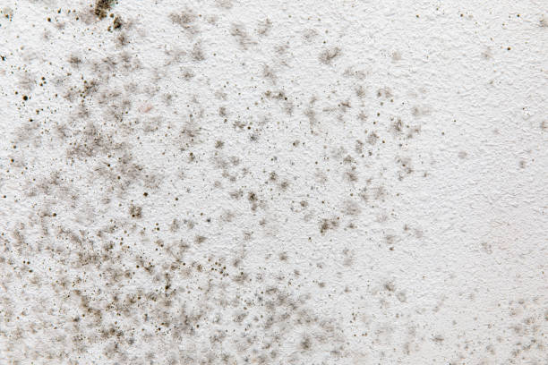 Best Mold Documentation for Insurance Claims  in Palm Bay, FL