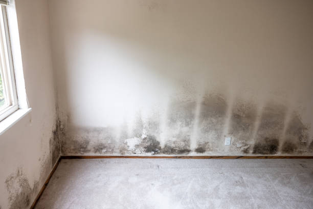 Best Residential Mold Inspection & Testing  in Palm Bay, FL